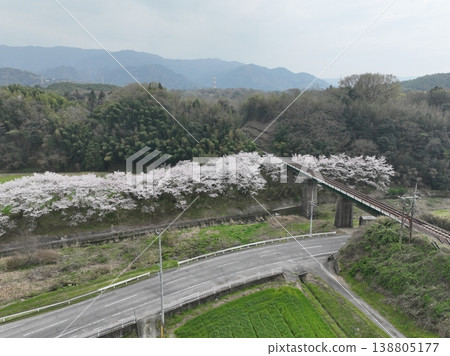 黑川橋與盛開的櫻花，陰天下的寧靜春日景象，香川縣三豐市 138805177