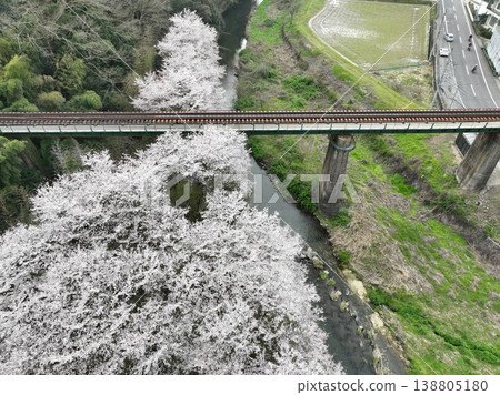 Kurokawa Bridge and cherry blossoms in full bloom, a tranquil spring scene under a cloudy sky, Mitoyo City, Kagawa Prefecture Kurokawa Bridge and cherry blossoms in full bloom, a tranquil spring scene under a cloudy sky, Mitoyo City, Kagawa Prefecture 138805180