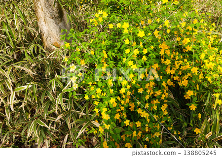 Springtime scenery in the suburbs of Tokyo 138805245