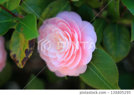 Beautiful pink camellia flowers 138805295