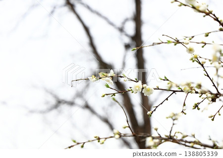 Peach blossoms bud, waiting for spring Peach blossoms bud, waiting for spring 138805339