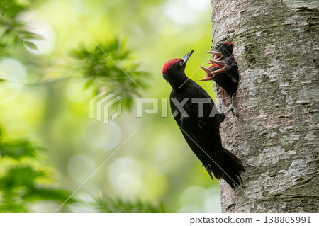 Black woodpecker raising a child 138805991