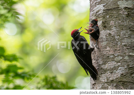 Black woodpecker raising a child 138805992