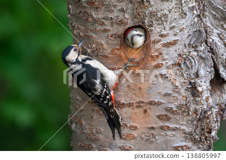 A young spotted woodpecker sticking its head out of its burrow A young spotted woodpecker sticking its head out of its burrow 138805997