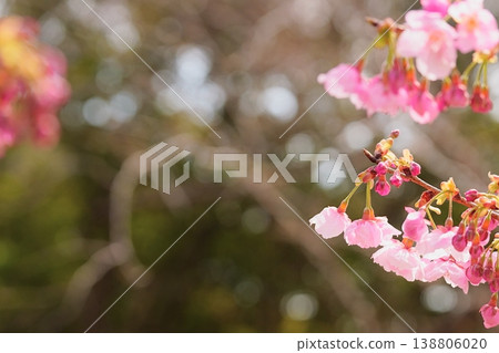 A simple photograph capturing cherry blossom branches against a blue sky. It evokes a sense of freedom and the feeling of spring. A simple photograph capturing cherry blossom branches against a blue sky. It evokes a sense of freedom and the feeling of spring. 138806020