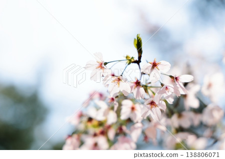 Cherry blossoms illuminated by light Cherry blossoms illuminated by light 138806071