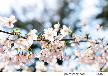 Beautifully shaped cherry blossoms in full bloom. Beautifully shaped cherry blossoms in full bloom. 138806072