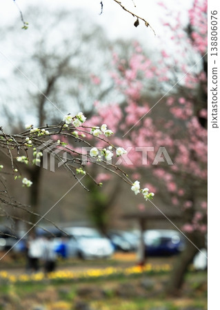 White flowering peach blossoms have begun to bloom. White flowering peach blossoms have begun to bloom. 138806076