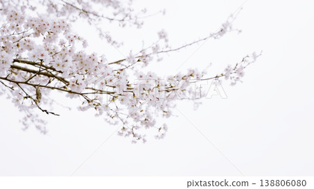Cherry branch extending to the sky 138806080