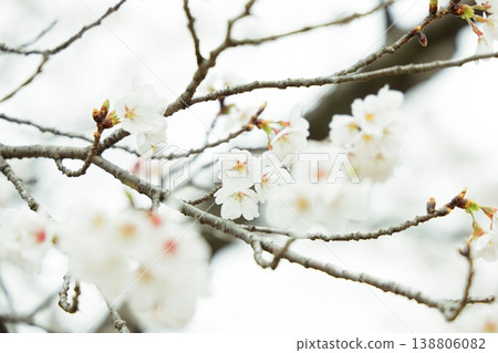 櫻花開始綻放 櫻花開始綻放 138806082