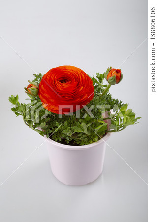 毛茛幼苗（紅色） 138806106