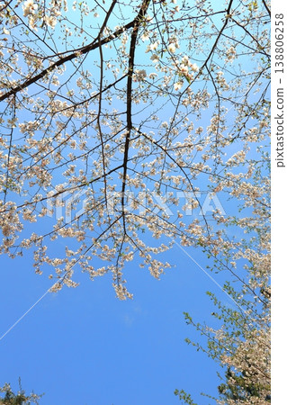 抬頭望去，我看到了一片櫻花盛開的景色。 138806258