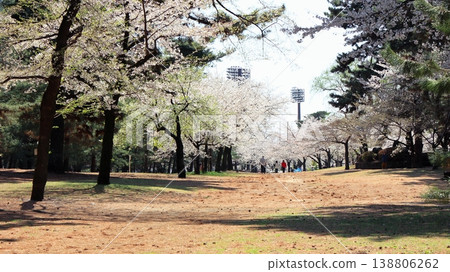 A park with cherry blossoms A park with cherry blossoms 138806262