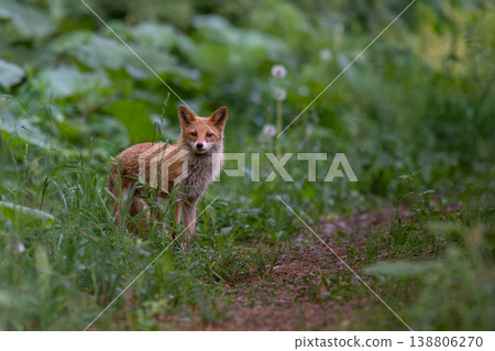 棲息在森林中的蝦夷赤狐 138806270