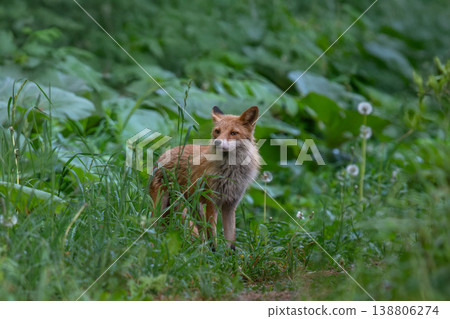 棲息在森林中的蝦夷赤狐 138806274