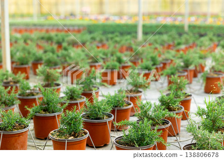 Rows of rosemary growing in pots Rows of rosemary growing in pots 138806678