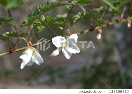 White bitter raspberry flowers White bitter raspberry flowers 138806813