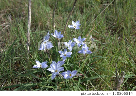 藍色Hananyla花 藍色Hananyla花 138806814