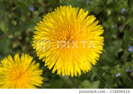A close-up of a yellow dandelion flower. 138806816