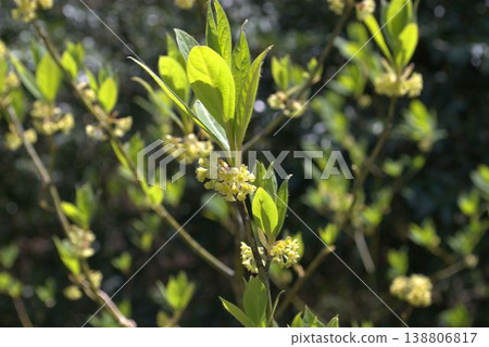 Yellow umbellata flower 138806817