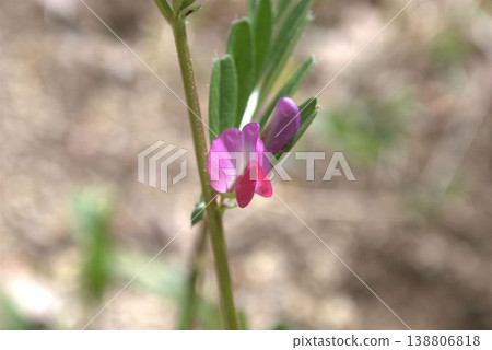 野豌豆花 138806818
