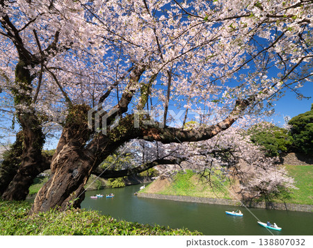東京千鳥淵櫻花大道 東京千鳥淵櫻花大道 138807032