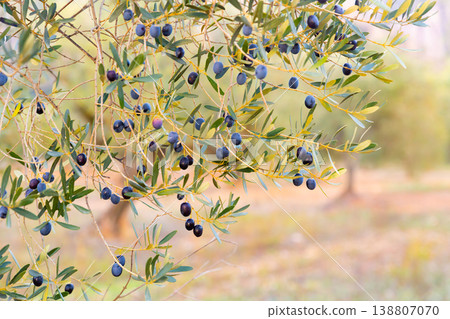 Closeup of olive tree branches with ripe black olives on plantation Closeup of olive tree branches with ripe black olives on plantation 138807070