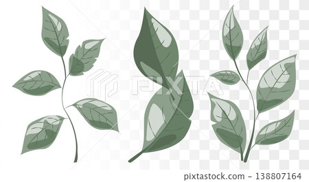 Dusty Sage Green Leaf Vector Set Minimalist Botanical Icons for Eco-Friendly Branding, Luxury Skincare Packaging and Wellness Identity. Clean Paths 138807164