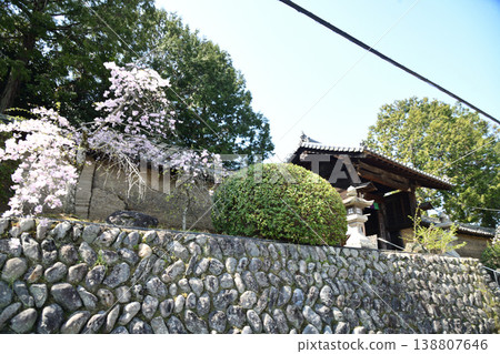 Jison-in Temple (Temple Gate and Weeping Cherry Tree) [Kudoyama Town, Wakayama Prefecture] 138807646