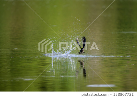 水平飛行速度最快的鳥類是藍尾雨燕。 138807721