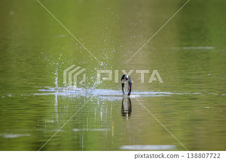水平飛行速度最快的鳥類是藍尾雨燕。 138807722