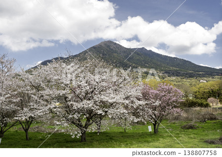 筑波山和櫻花，櫻川，日本春天，茨城縣筑波市 138807758