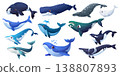 Cartoon whale animal characters of vector cute blue, grey and fin, sperm, humpback and bowhead whales, orca and beluga. Giant sea and ocean mammal animal characters spouting water with happy smiles 138807893