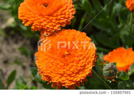 Calendula 138807991