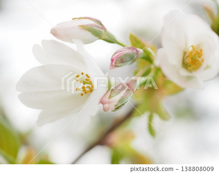 Rain shelter buds and blooms (Satozakura, horticultural variety, 20260330145056) 138808009
