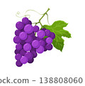 Thanksgiving celebration grapes harvest cartoon autumn object. Happy Thanksgiving season grapes harvest, autumn holiday isolated vector food. October ripe fruits with bunch of grapes purple berries 138808060