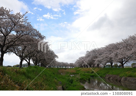 櫻花樹,熱門旅遊景點 櫻花樹,熱門旅遊景點 138808091