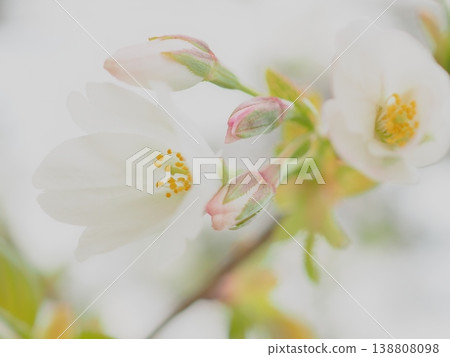 Rain shelter buds and blooms (Satozakura, horticultural variety, afli20260330145056) Rain shelter buds and blooms (Satozakura, horticultural variety, afli20260330145056) 138808098