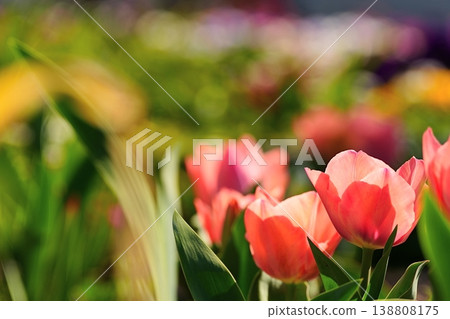 A spring scene: a field of tulips and soft bokeh. A spring scene: a field of tulips and soft bokeh. 138808175