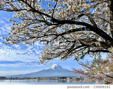 Springtime cherry blossoms as seen from Lake Kawaguchi Springtime cherry blossoms as seen from Lake Kawaguchi 138808191