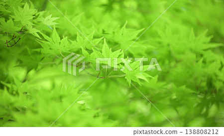 Fresh green maple leaves Fresh green maple leaves 138808212