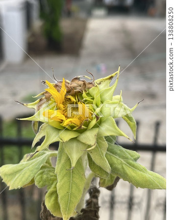 Close Up Of Helianthus Annuus Sunflower Bud With Wilting Sepals Close Up Of Helianthus Annuus Sunflower Bud With Wilting Sepals 138808250