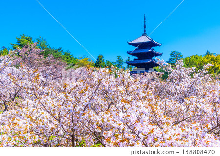 Cherry blossoms and five-storied pagoda of Ninna-ji Temple Cherry blossoms and five-storied pagoda of Ninna-ji Temple 138808470