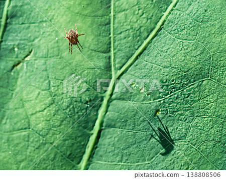 在樹葉上結網的蜘蛛 138808506