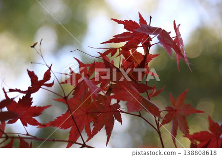 Bright red autumn leaves Bright red autumn leaves 138808618