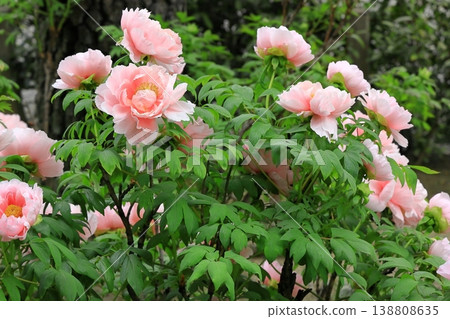 Button flower Button flower 138808635