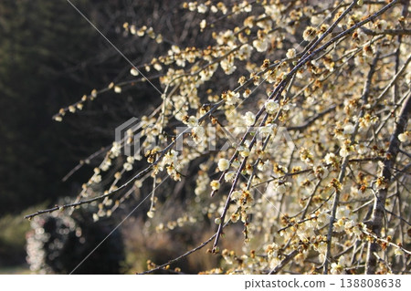 白梅花 白梅花 138808638