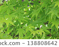 一片片密密麻麻的新綠楓葉景觀 138808642