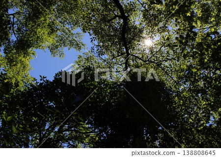 Sky looking up from the forest 138808645