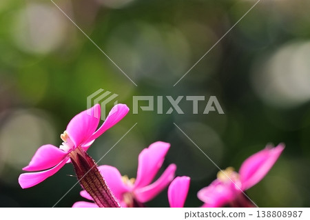 Close-up of pink flowers with soft bokeh Close-up of pink flowers with soft bokeh 138808987